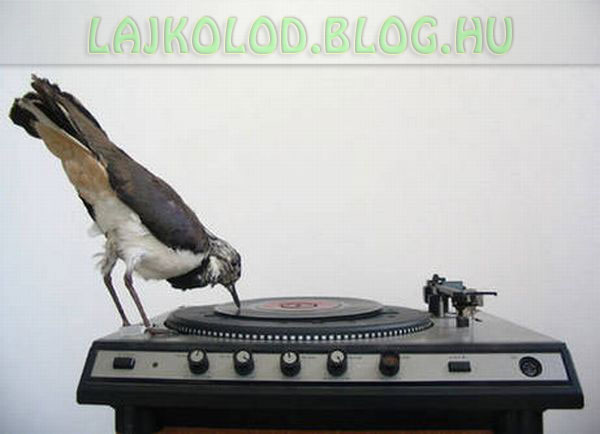 Lájk - Madár DJ